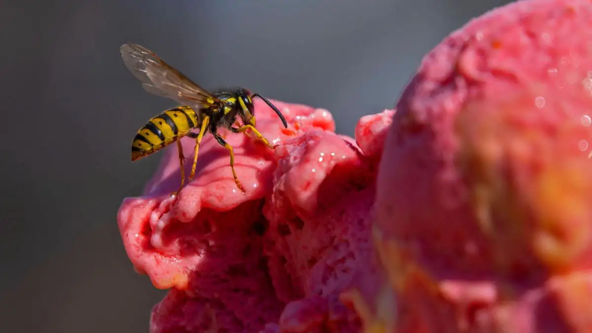 Wespen im Rolladenkasten: Das kannst du tun