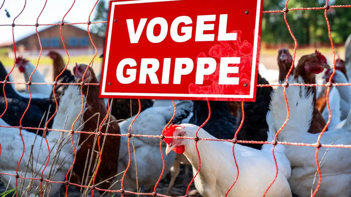 Menschen ohne Kontakt zu Tieren infiziert mit der Vogelgrippe