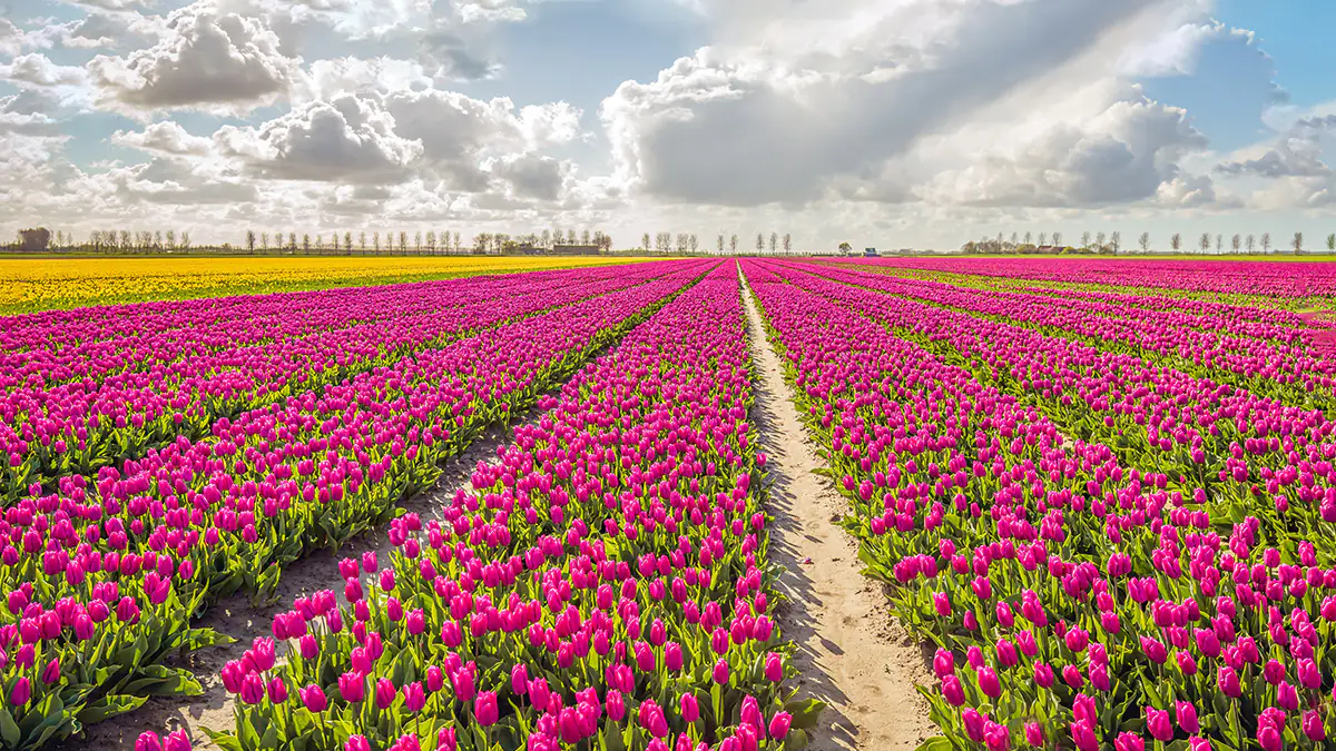 Die Niederlande sind für Tulpen und Windmühlen bekannt 