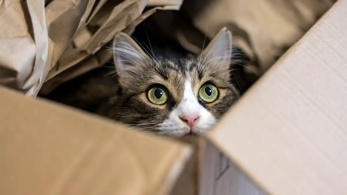 Katze sitzt in Karton? Dafür gibt es drei einfache Gründe