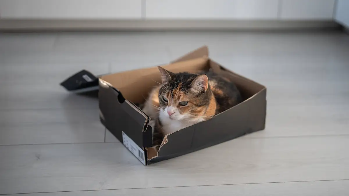 Getigerte Katze liegt in kaputtem Karton