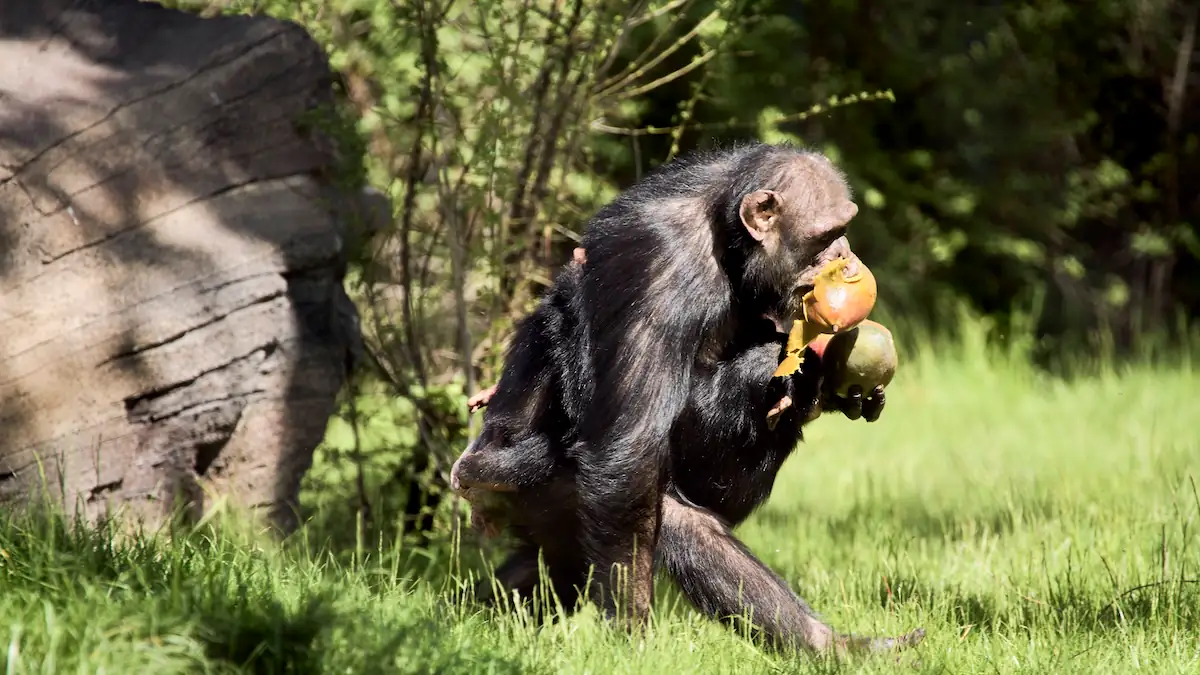 Schimpanse in Zoo in Dänemark