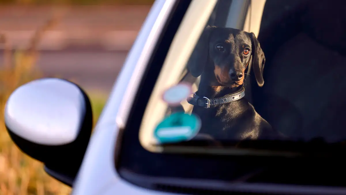 Kind oder Tier bei Hitze im Auto: Darf man die Scheibe einschlagen?