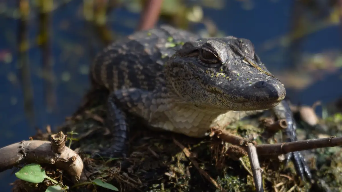Ein kleiner amerikanischer Alligator sonnt sich am Ufer