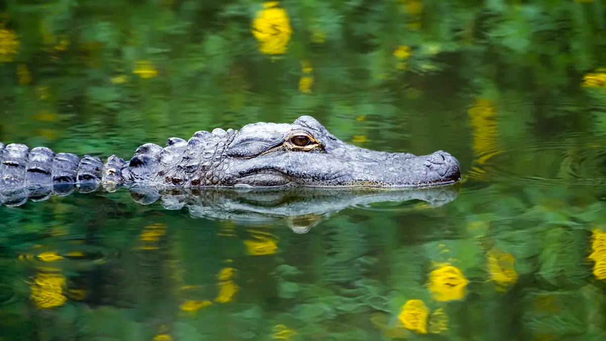 Alligator-Alarm in Deutschland: Stadt sucht Reptil