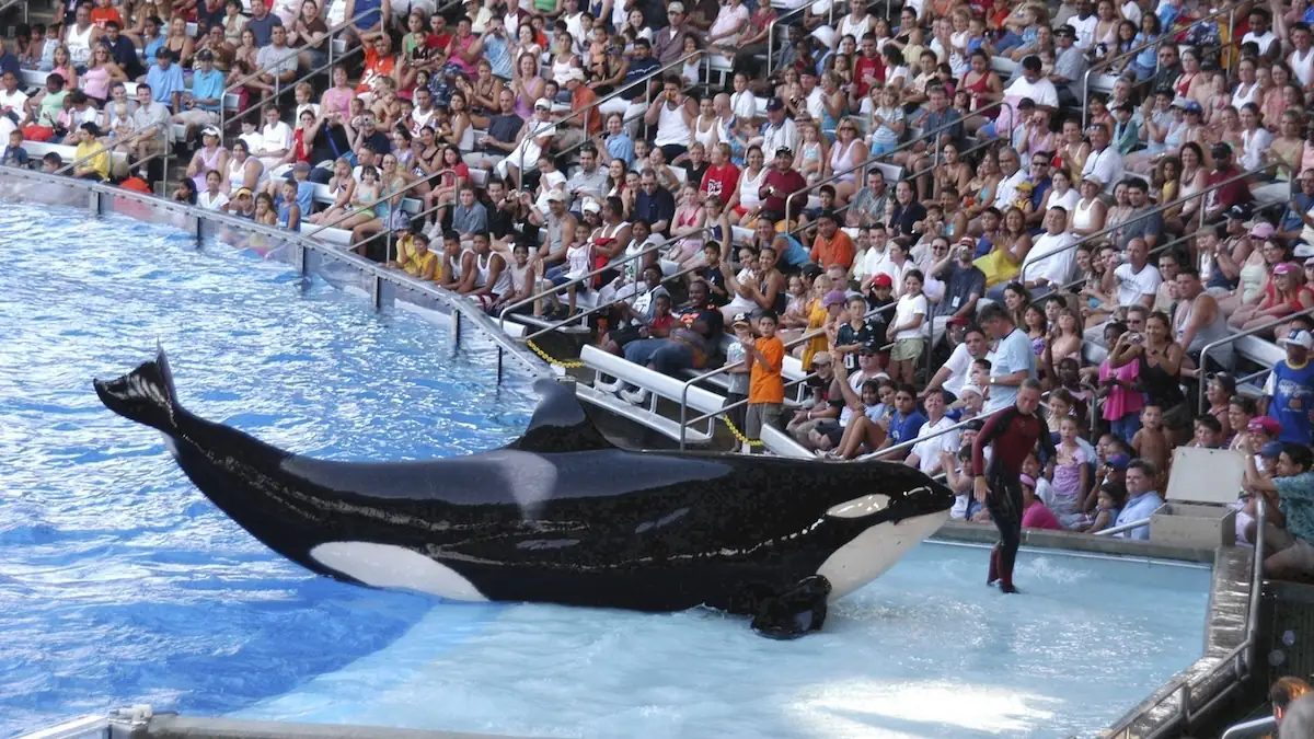 Schwertwal Tilikum im Wasser bei einer Show mit Dawn Brancheau