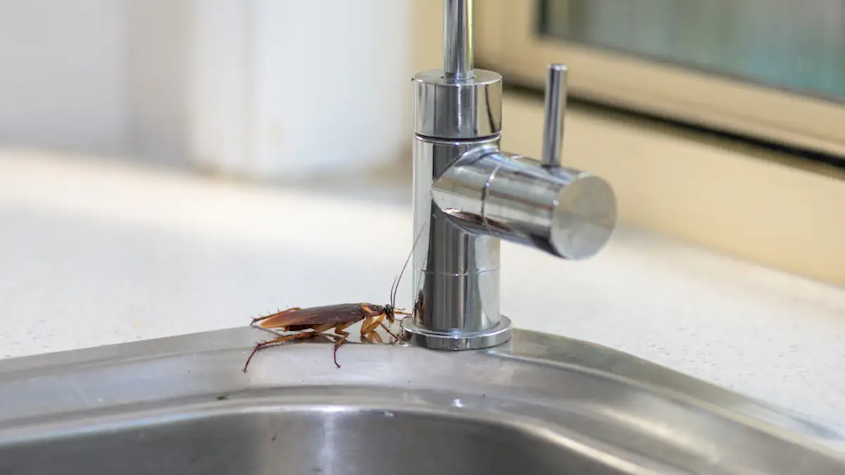 Kakerlaken in Italien: Große Kakerlake an einem Waschbecken