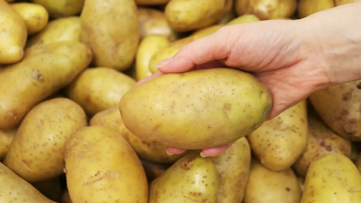 Werden jetzt die Kartoffeln knapp? Deutsche Ernte von Pflanzenkrankheit bedroht