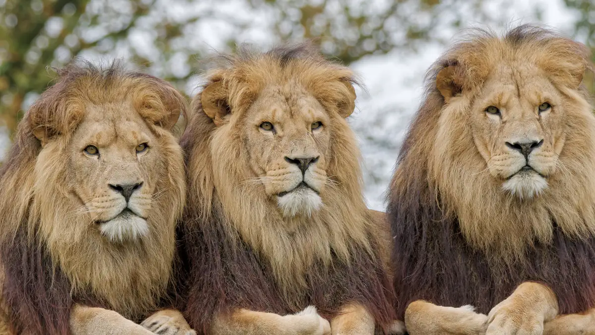 Drei Löwen nebeneinander