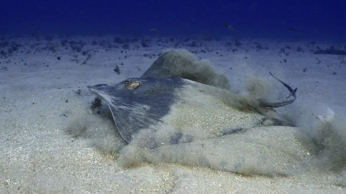 Runder Stechrochen schwimmt im Wasser in Bodennähe