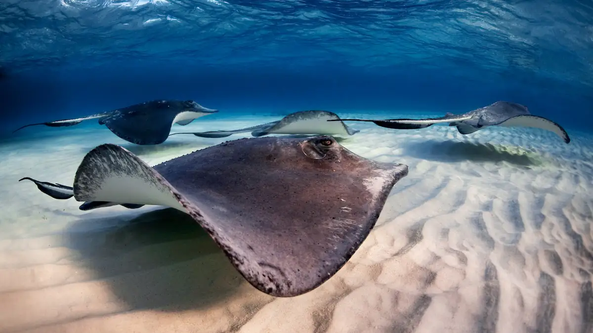 Kind am Strand durch Rochen schwer verletzt: Wie gefährlich sind die Tiere?