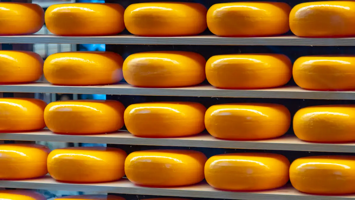 Viele Laibe Gouda-Käse in einem Regal