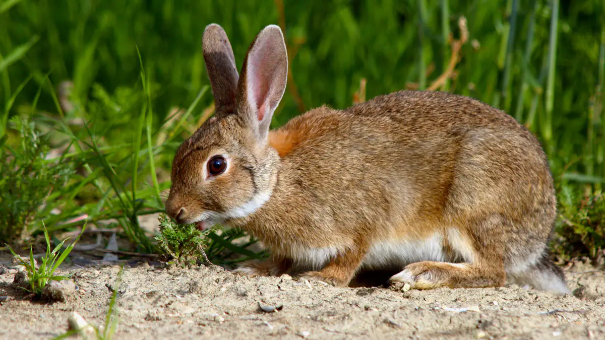 Hasenpest in Deutschland: So gefährlich ist die Erkrankung für Menschen