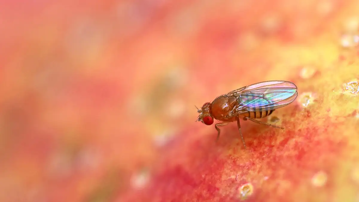 Fruchtfliege, Drosophila Melanogaster, auf roter Apfeloberfläche, nah