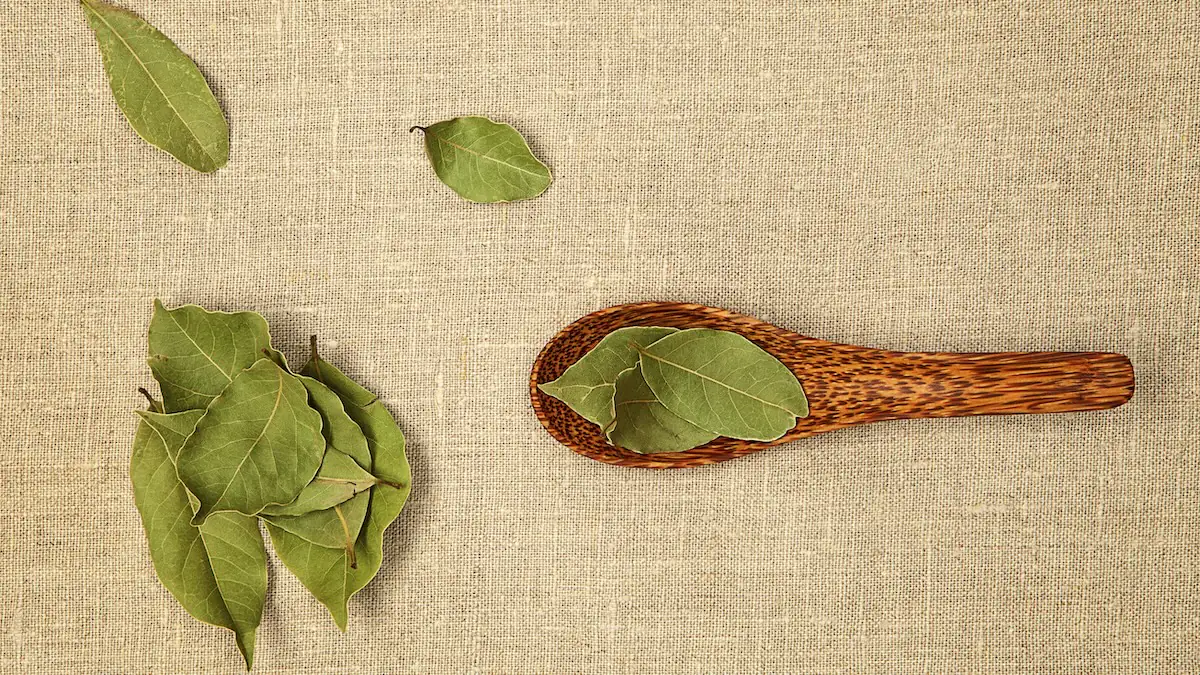 Wundermittel Lorbeerblätter: 4 kaum bekannte Anwendungen im Haushalt