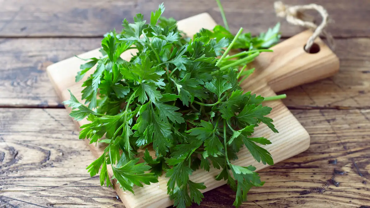 Petersilie kann giftig werden: Wann man das Kraut nicht mehr verwenden sollte