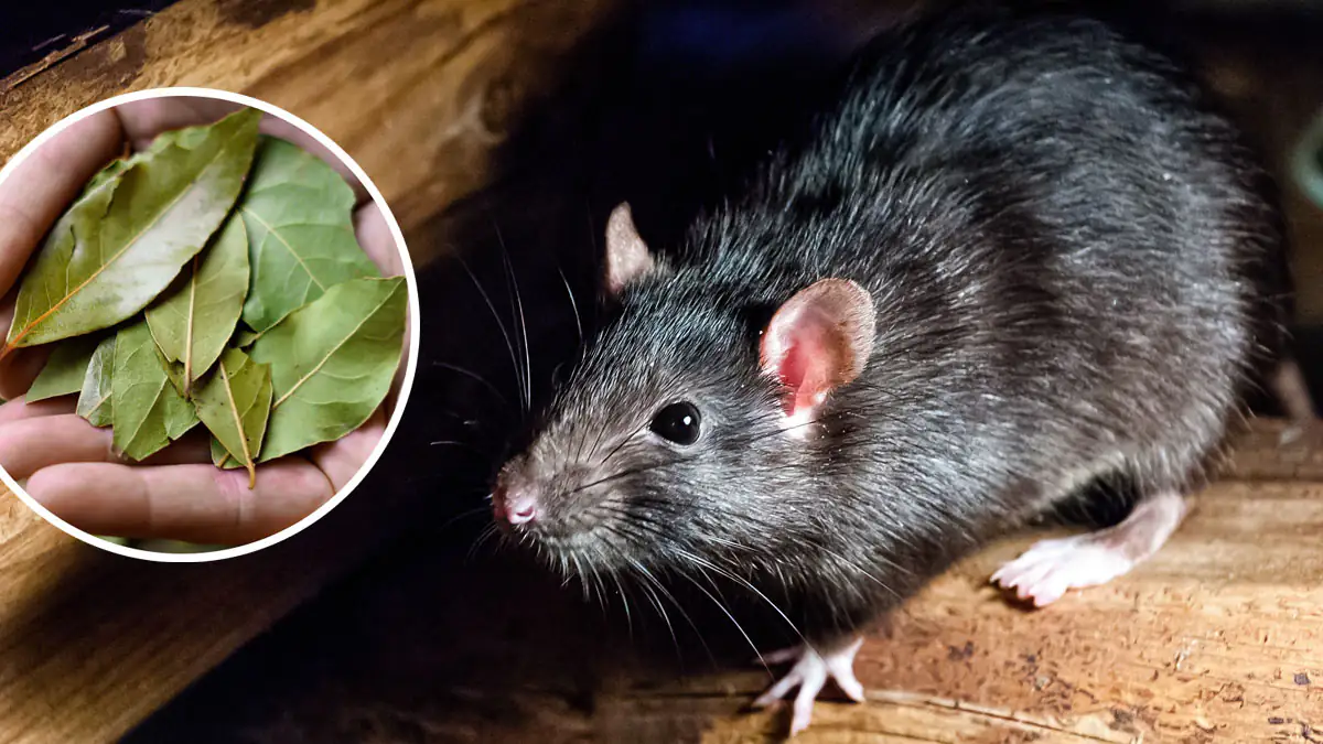 Lorbeer gegen Mäuse und Ratten: So vertreibst du die Tiere ganz ohne Chemie