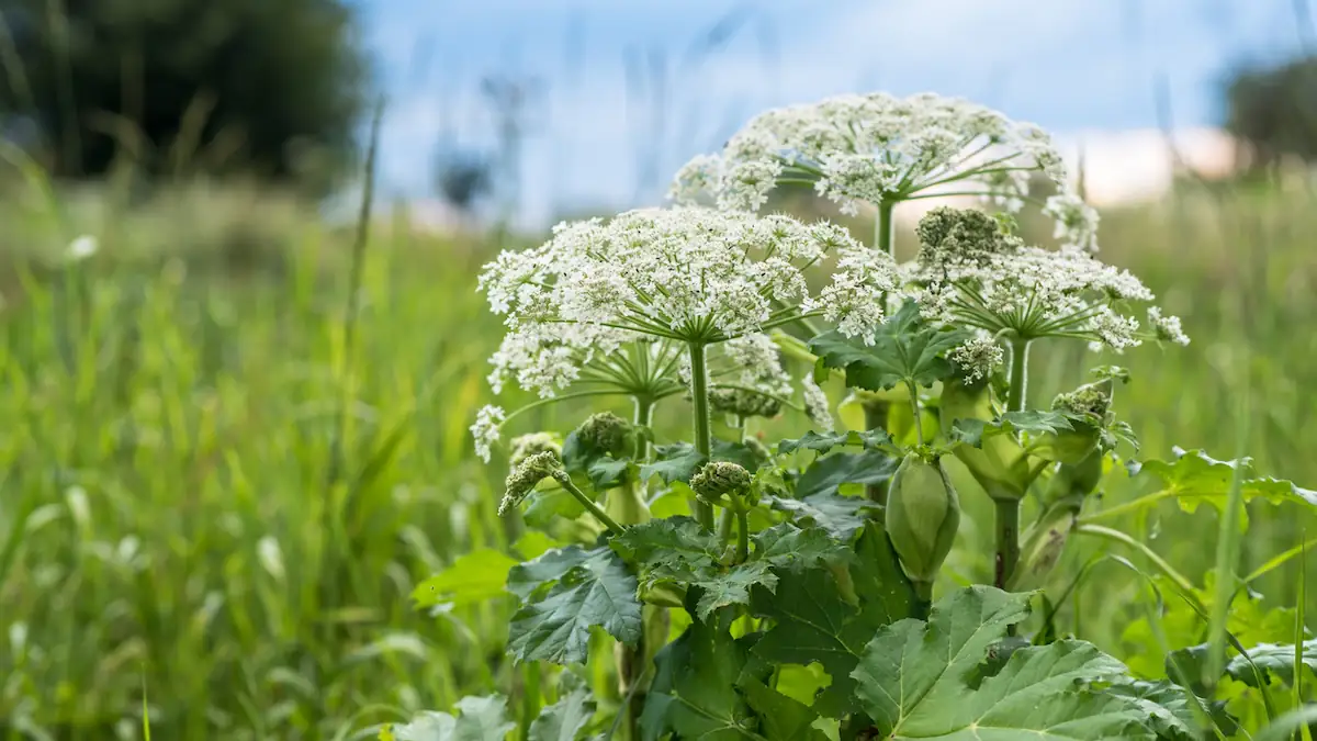 Auf keinen Fall anfassen: Riesen-Bärenklau breitet sich immer weiter aus