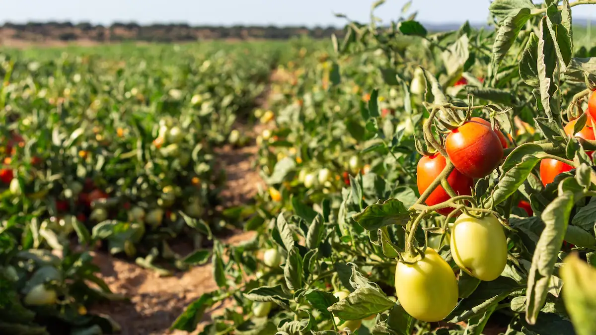 Reifende Tomaten auf einem sonnigen Feld