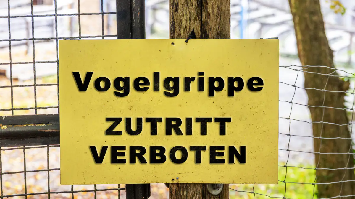 Großer Vogelgrippe-Ausbruch in Deutschland: Besteht eine Gefahr für den Menschen?