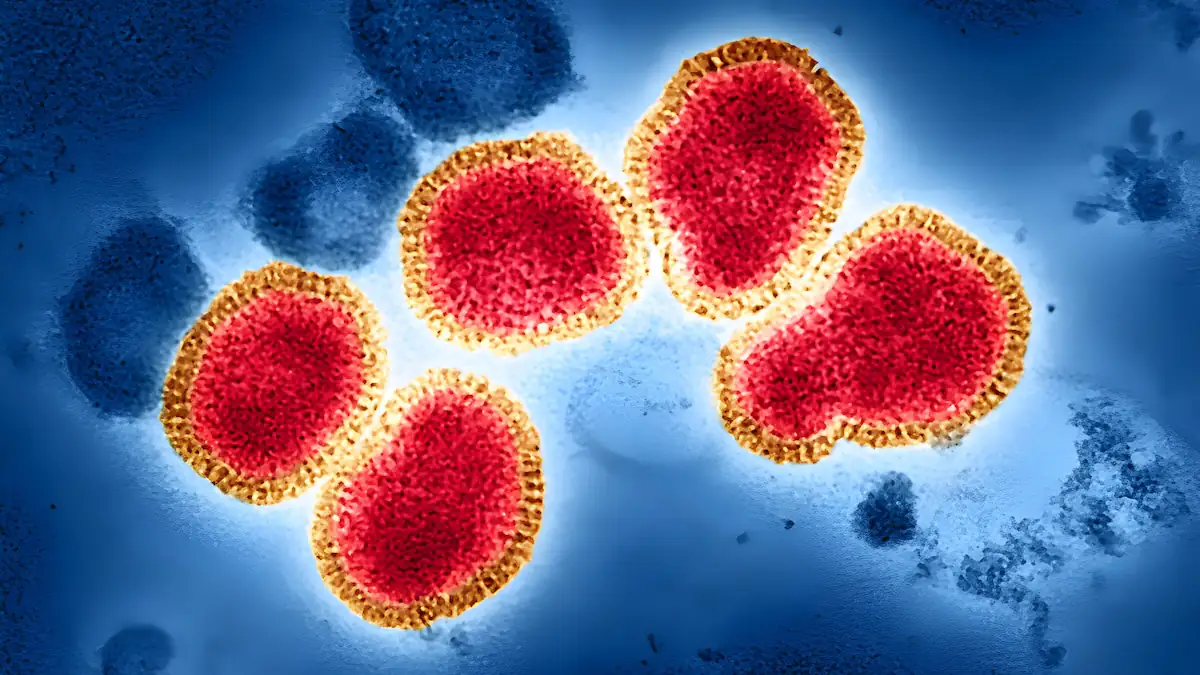 Grippeviren unter dem Mikroskop