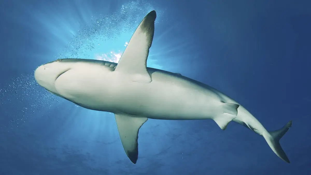 Mehr als 5 Meter lang: Riesige Haiart vor Mallorca gesichtet