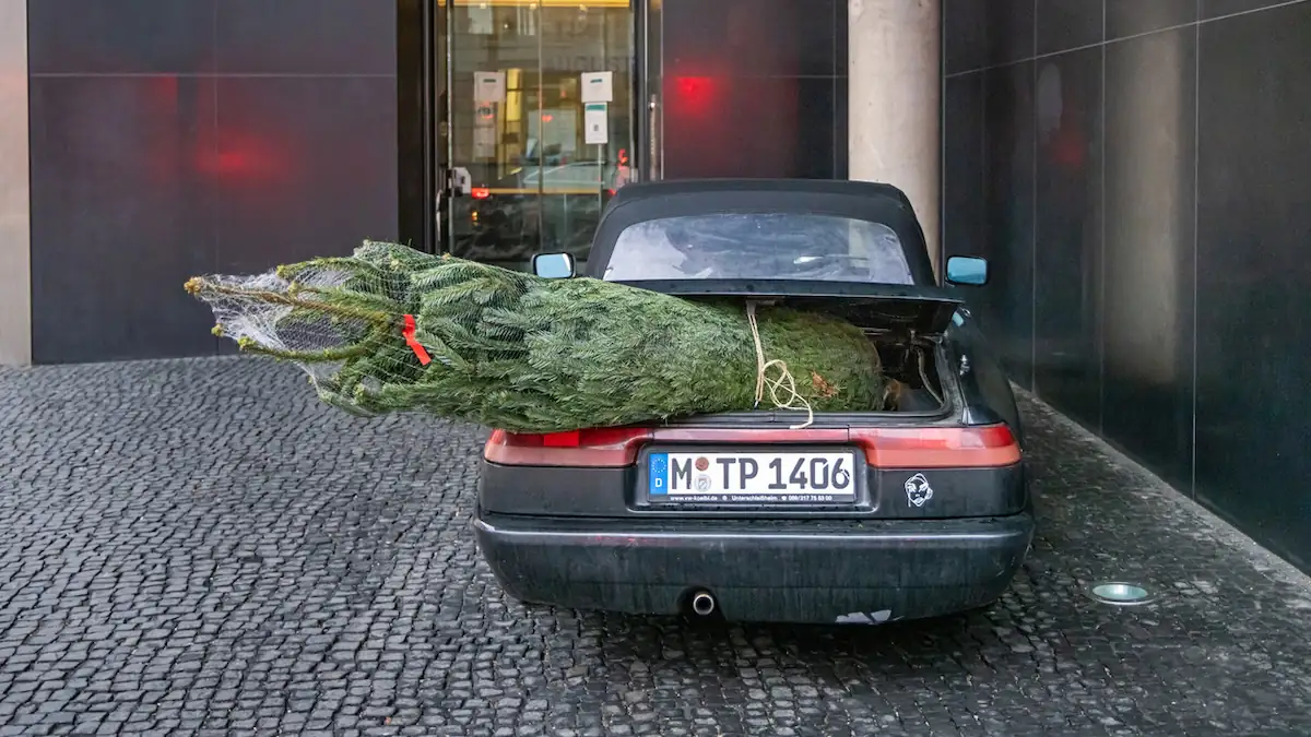 Teure Fehler beim Weihnachtsbaum-Transport: Was mit Bußgeldern bestraft wird