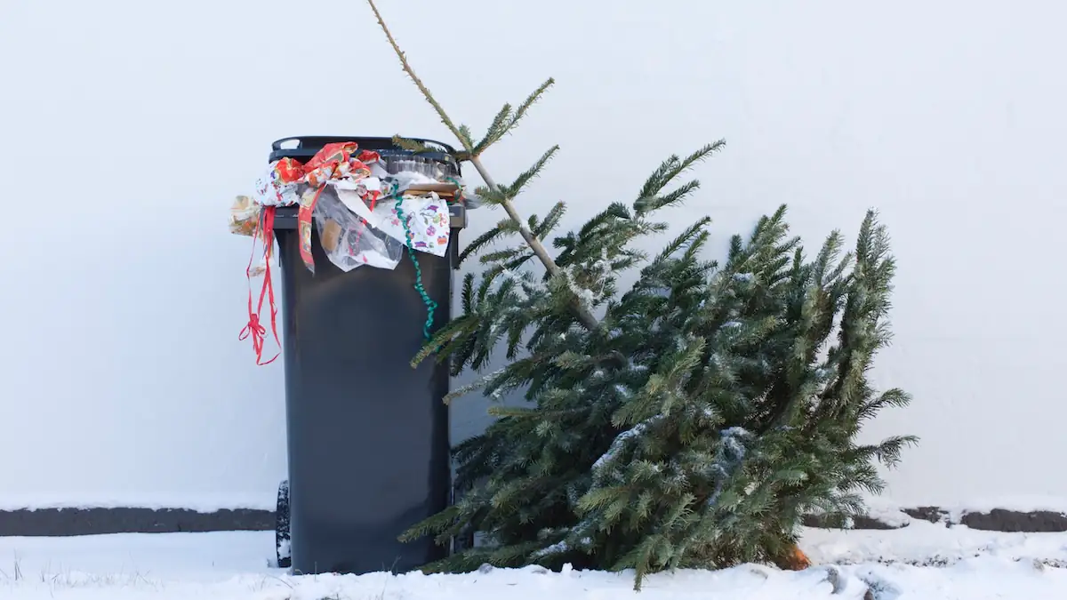 Weihnachtsbaum entsorgen: Wer es falsch macht, riskiert ein Bußgeld